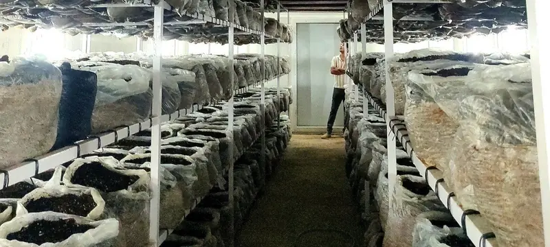 Bags on the racks of a MushroomWale grow room