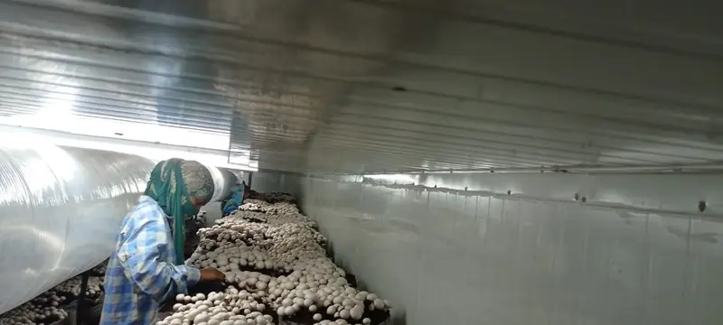 Picking button mushrooms in a MushroomWale grow room