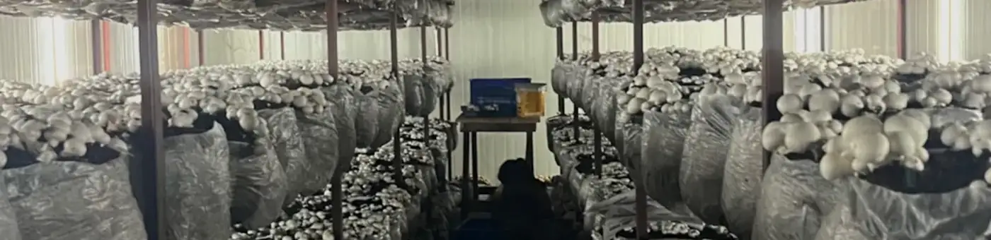 A MushroomWale grow room in crop