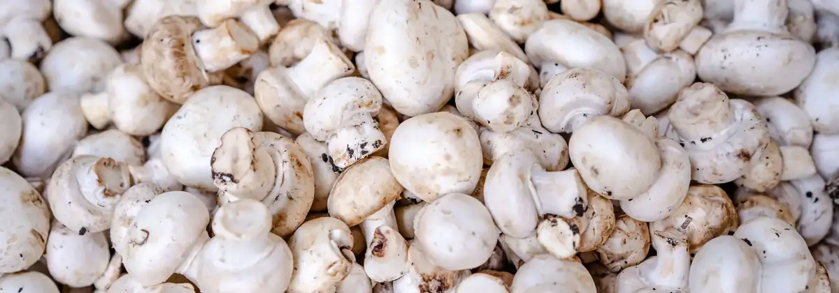 White button mushrooms