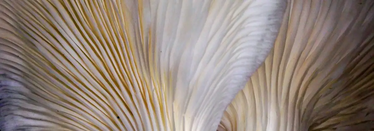 The gills of an oyster mushroom