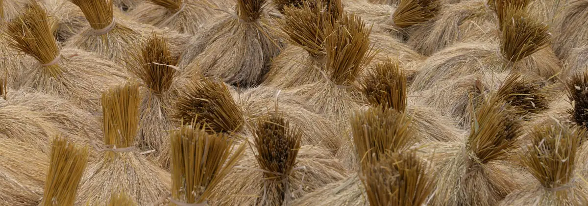 Paddy straw drying in bundles