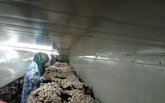 Picking button mushrooms from bags in a MushroomWale grow room