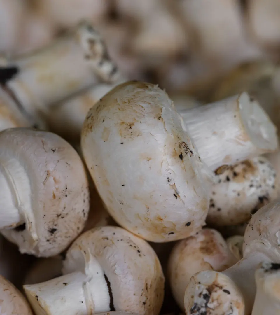 Representative photo of white button mushrooms, close up