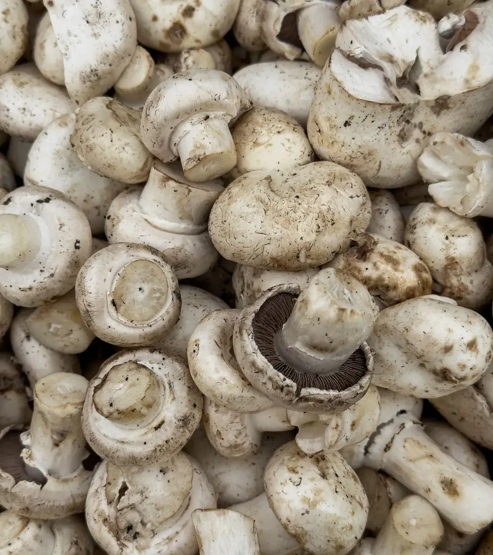 Representative photo of a heap of freshly harvested white button mushrooms