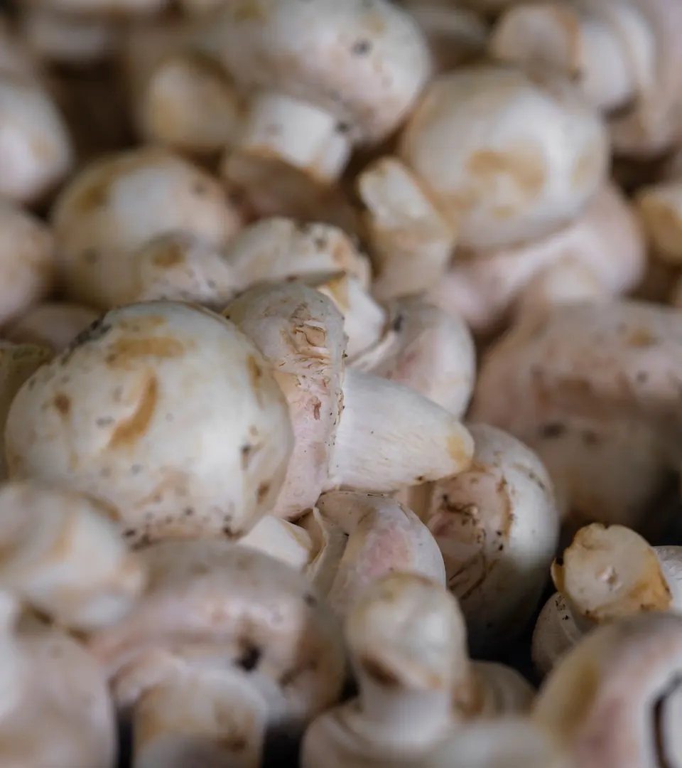 Representative photo of fresh white button mushrooms