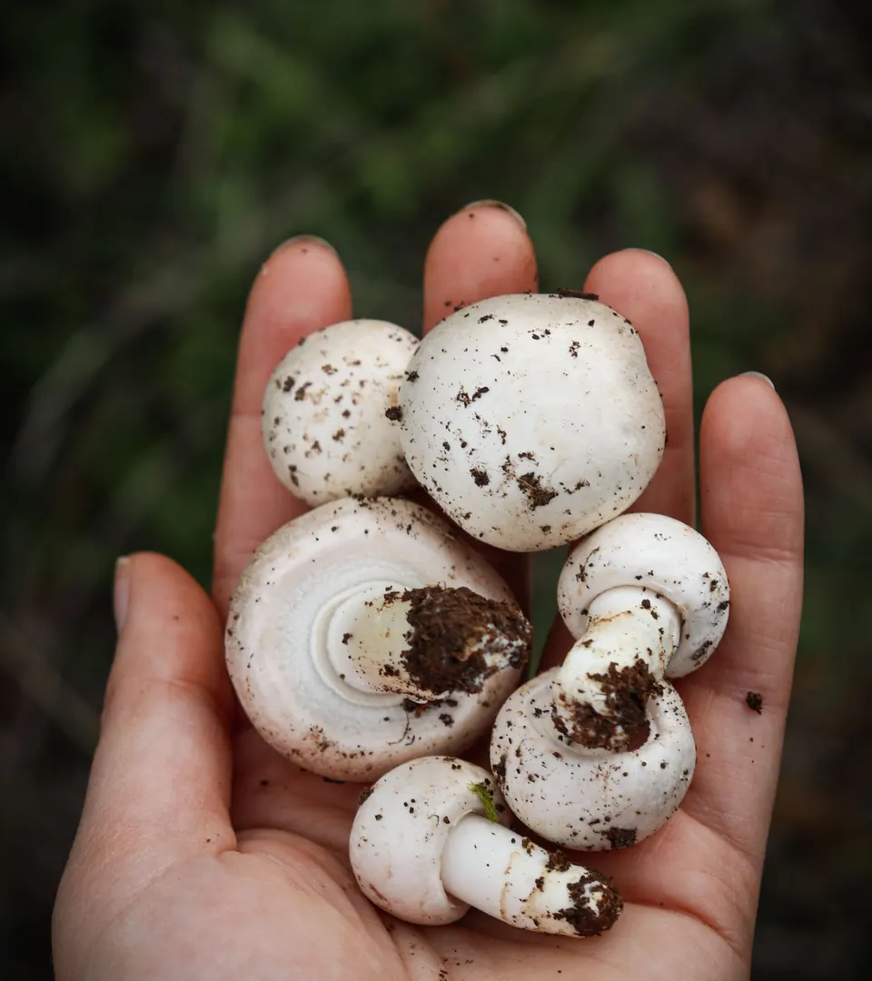 Representative photo of freshly picked white button mushrooms held in a hand