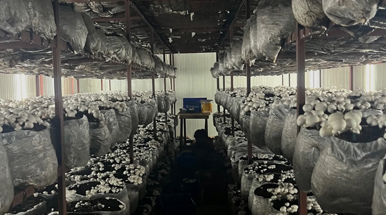 Button mushrooms cropping on bags in a MushroomWale grow room