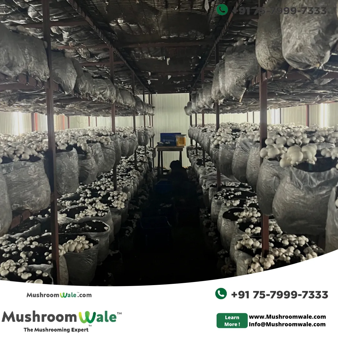 Mushroom Production