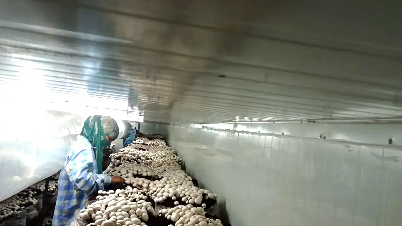 Picking button mushrooms from bags in a MushroomWale grow room