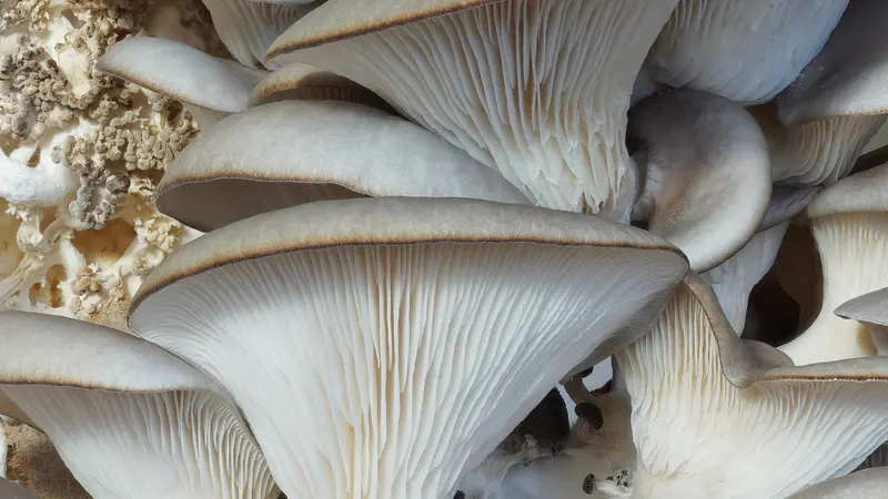 Fresh oyster mushrooms close up, the kind traded at the daily mandi rates on MushroomBazaar