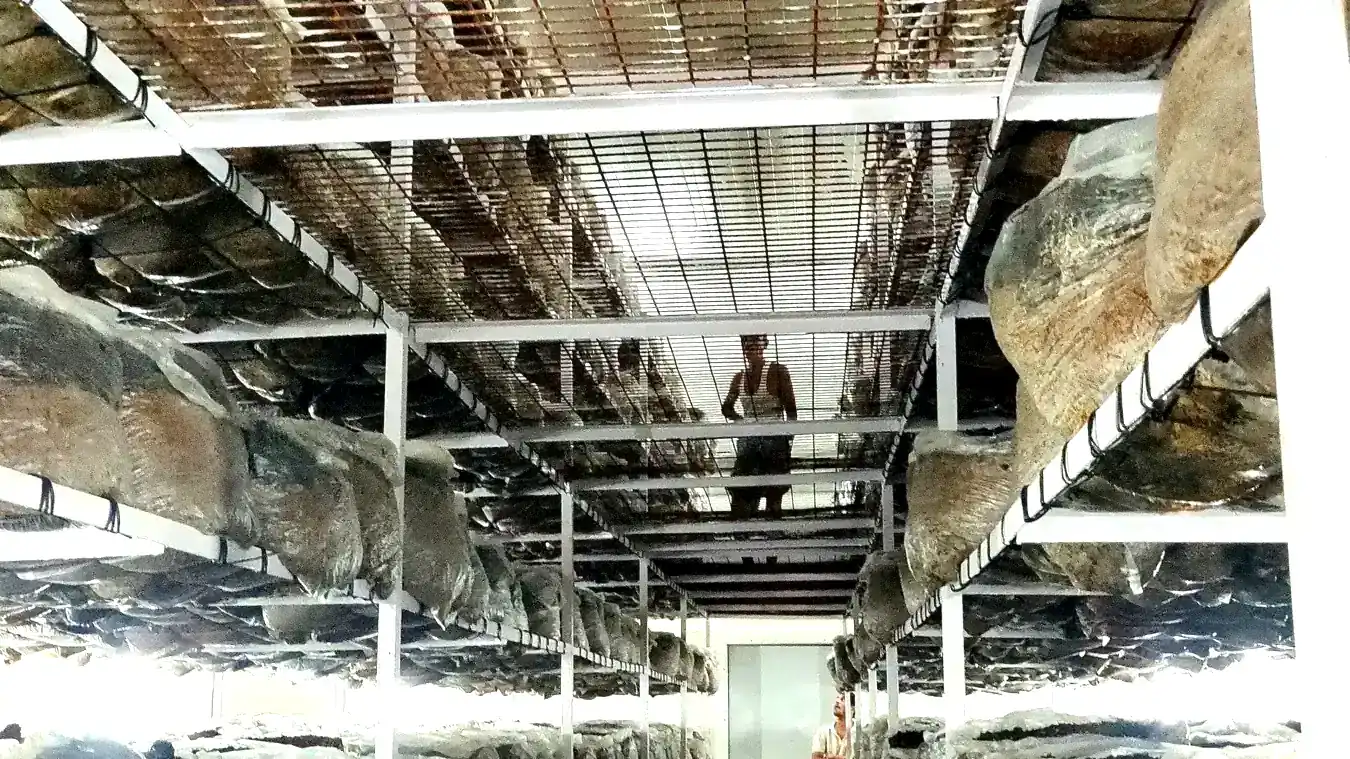 Button mushrooms cropping on bags stacked on racks in a MushroomWale grow room