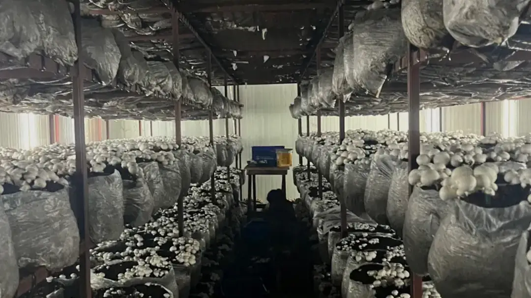 A MushroomWale grow room in crop, bags on every tier