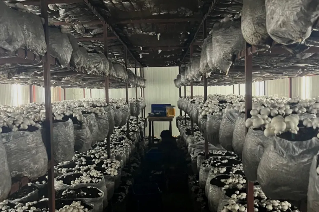 Button mushrooms cropping on bags in racks
