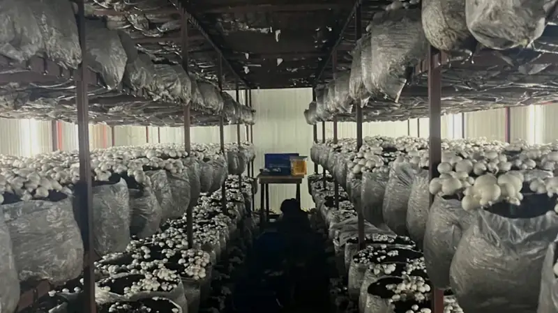 A MushroomWale grow room in crop, bags on every tier