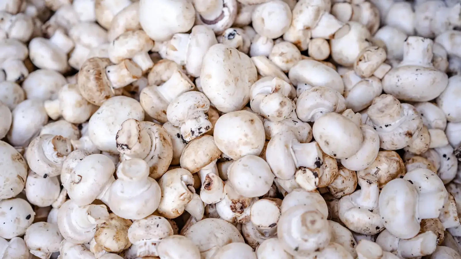 A heap of white button mushrooms