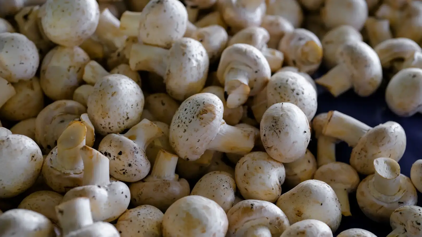 Fresh white button mushrooms