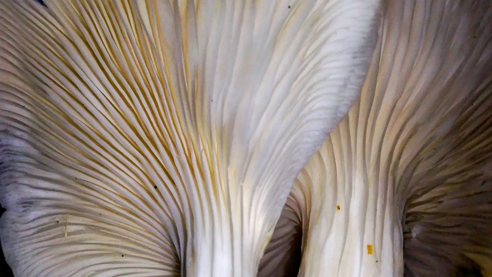 The gills of fresh oyster mushrooms