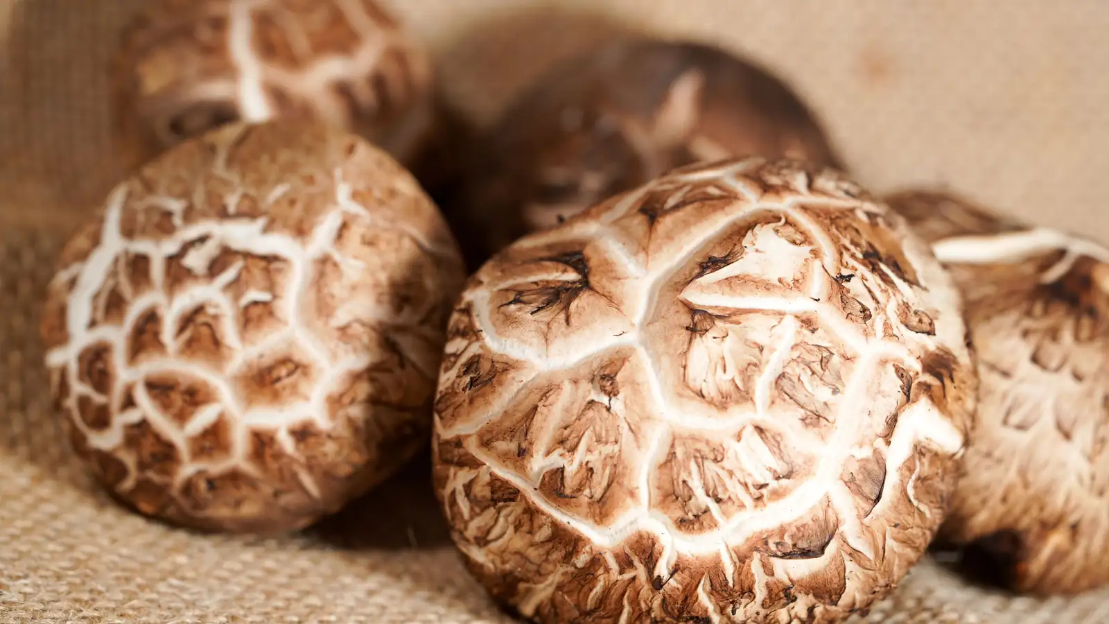 Shiitake mushrooms on burlap