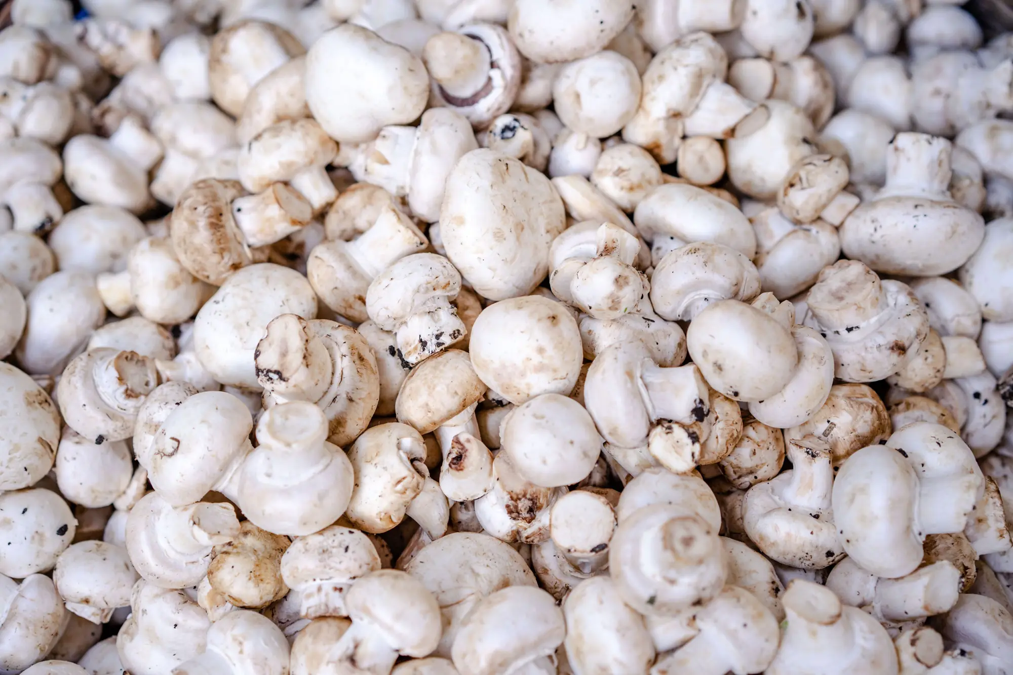 Freshly picked white button mushrooms